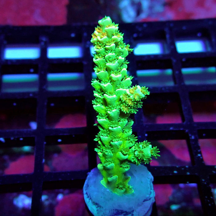 Green Orange Polyps Tenuis Acro