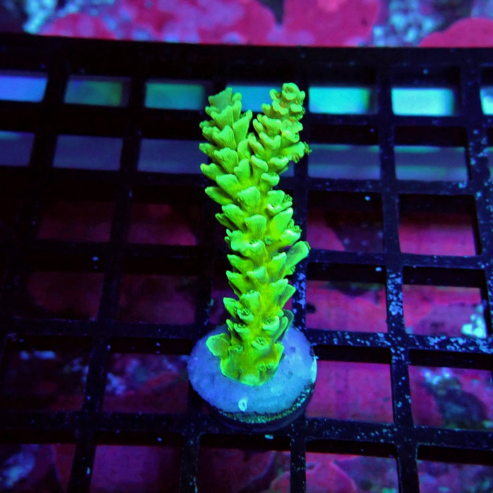 Green Orange Polyps Tenuis Acro