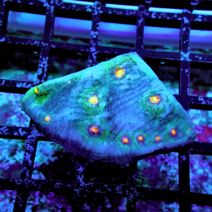 Chalice Coral Frag (14)