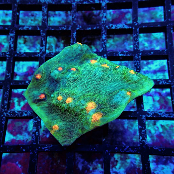 Chalice Coral Frag (14)