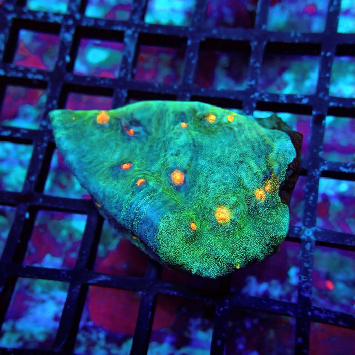 Chalice Coral Frag (14)
