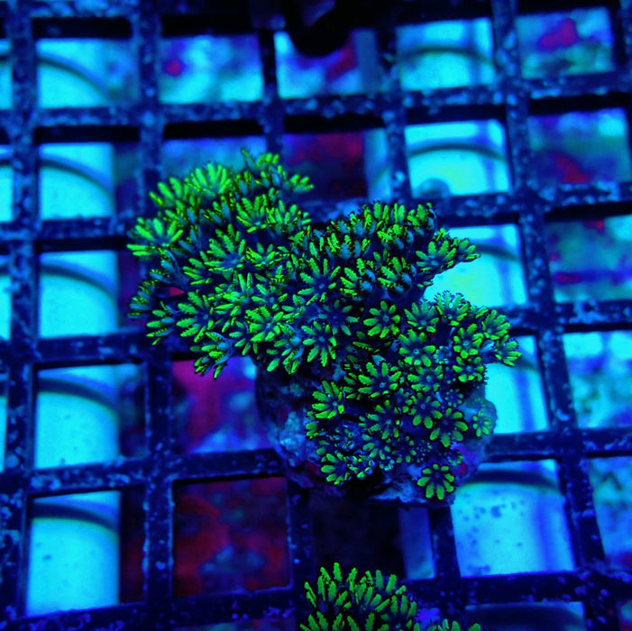 Sympodium Coral