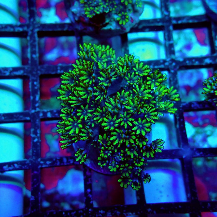 Sympodium Coral