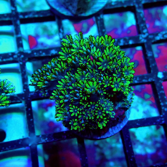 Sympodium Coral