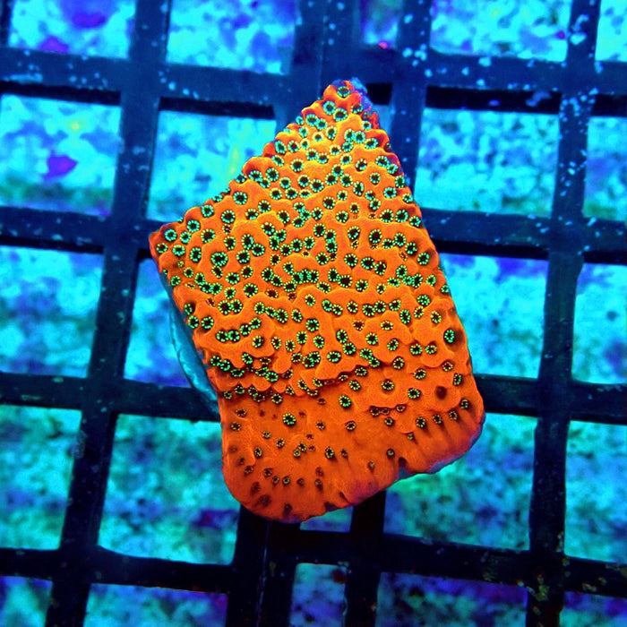 Mystic Killer Monti Frag