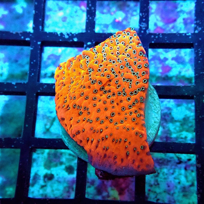 Mystic Killer Monti Frag