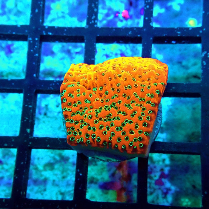 Mystic Killer Monti Frag