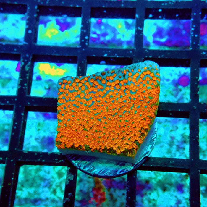 Pokerstar Monti Frag
