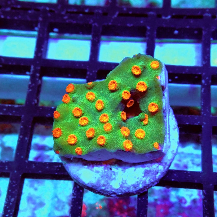 Cyphastrea Frag