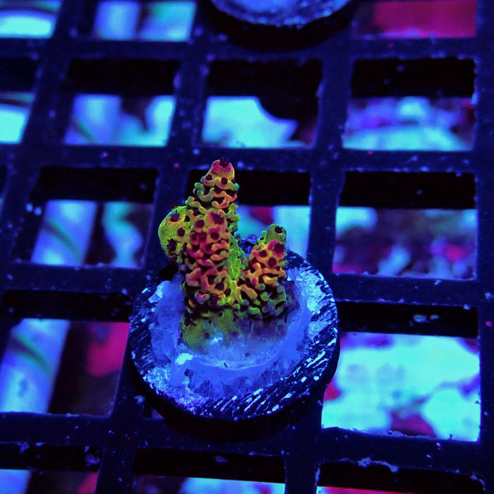 Mille Rainbow Acro