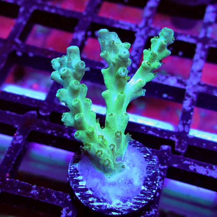 Purple Desalwii Acro Frag