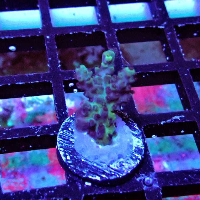 Plana Acro Frag