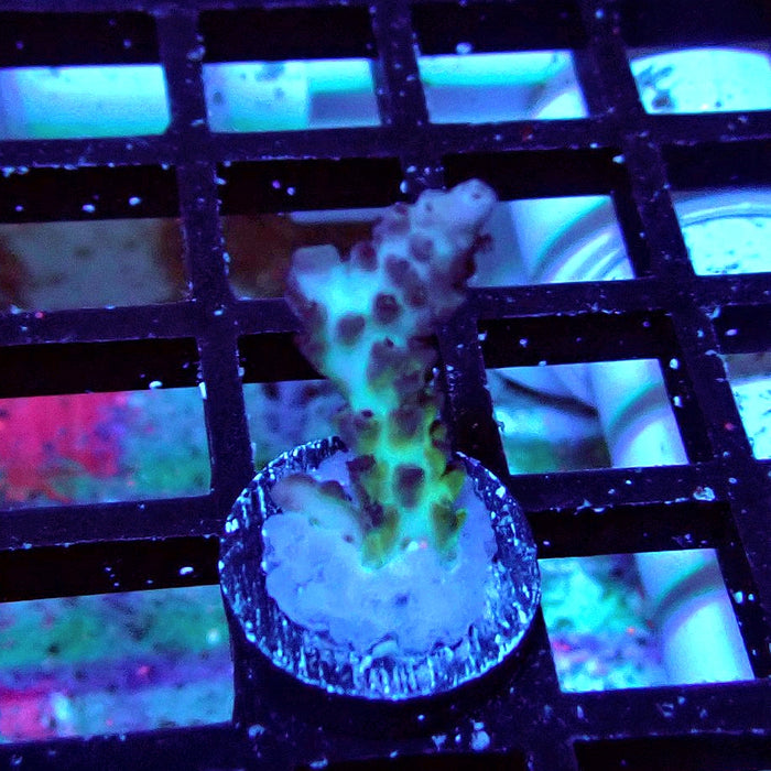 Plana Acro Frag