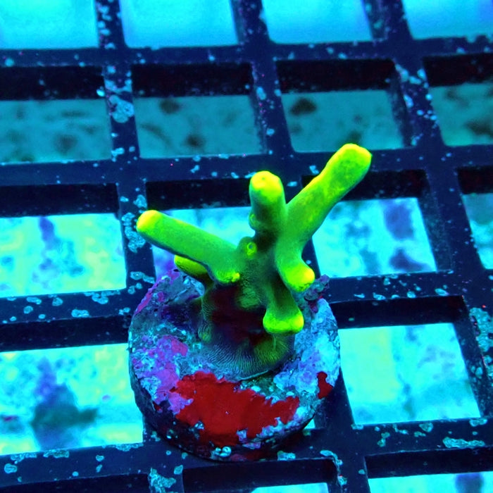 Acro Frag Aquaculture