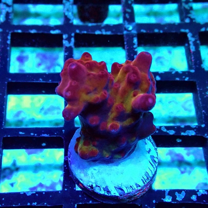 REx Rainbow Pinecone Acro