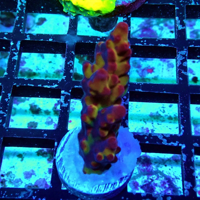 REx Rainbow Pinecone Acro