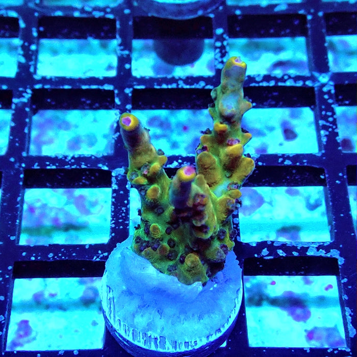 Acro Frag Aquaculture