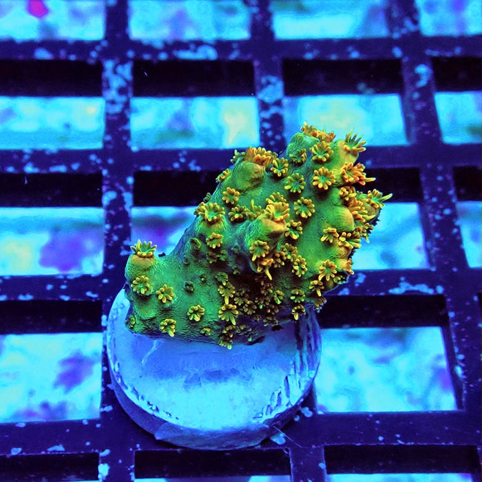 REx Hairy Rainbow Bear Acro
