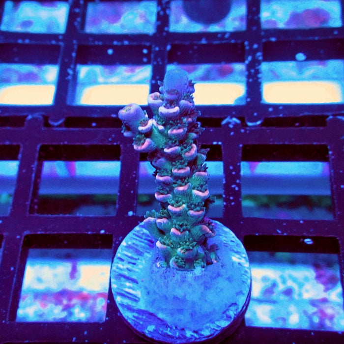 Tenuis Blue-Green Pink Scale