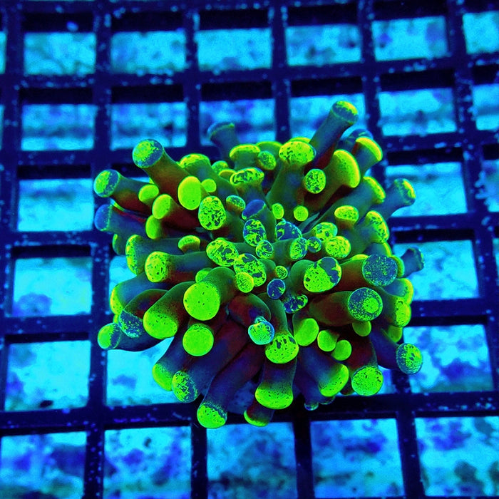 Euphyllia Green Branched Hammer