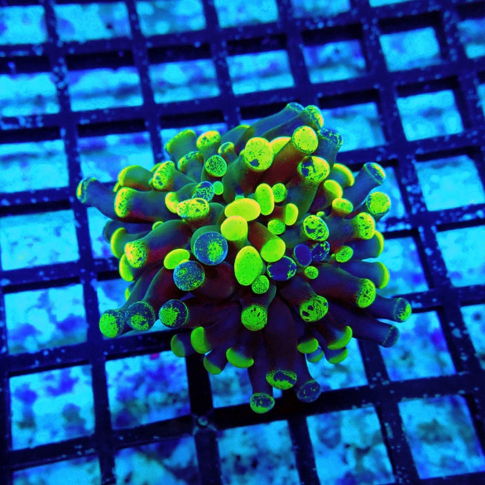 Euphyllia Green Branched Hammer