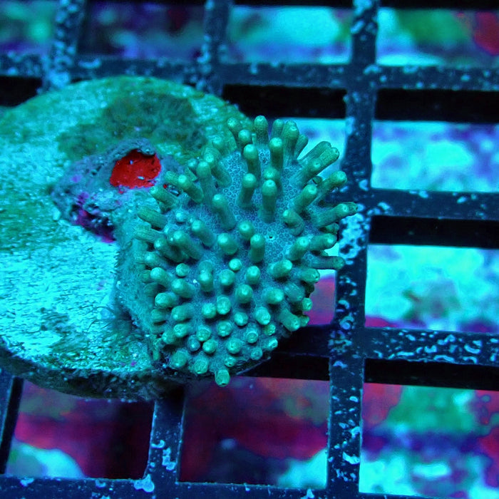 Bright Leather Coral Frag