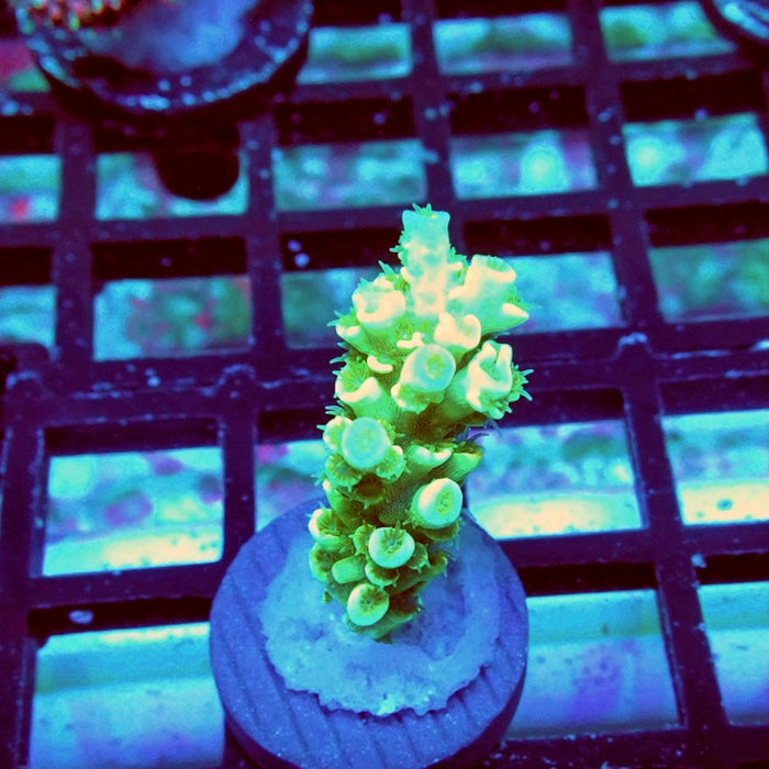 Tenuis Green Pink Scales Acro