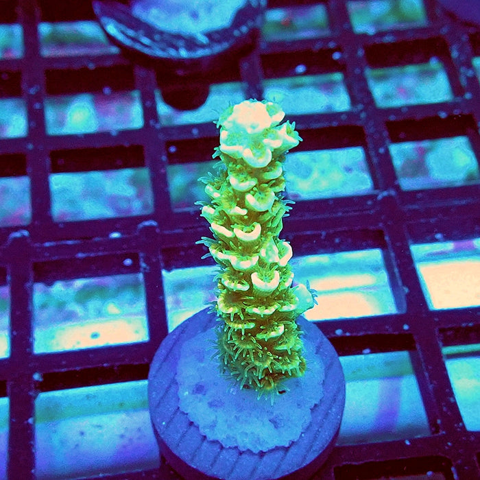 Tenuis Green Pink Scales Acro