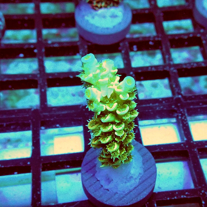 Tenuis Green Pink Scales Acro