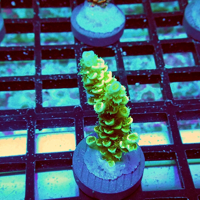 Tenuis Green Pink Scales Acro