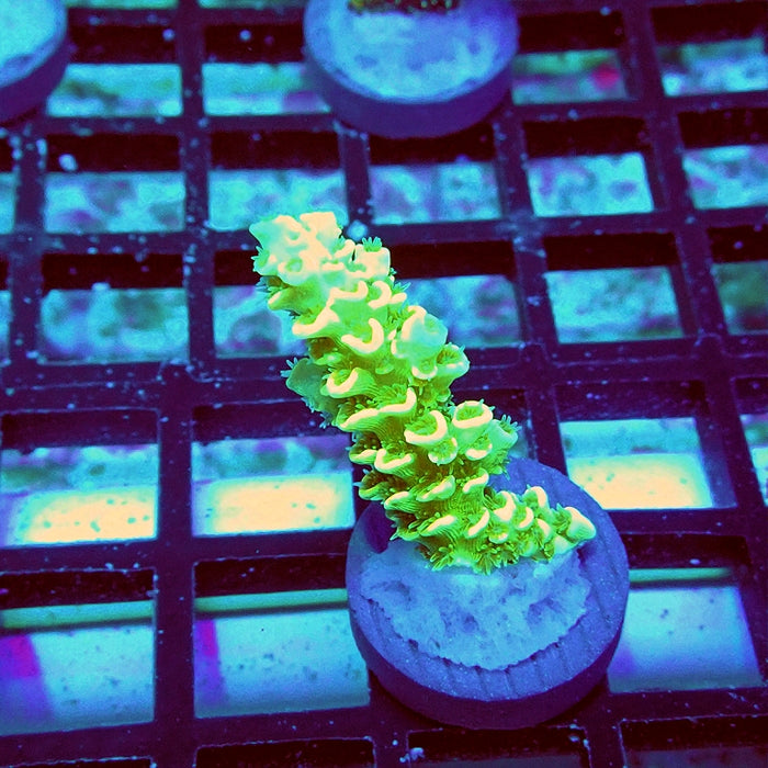 Tenuis Green Pink Scales Acro