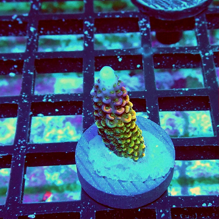 Wild Golden Stallion Stag Acro