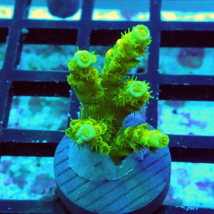 Tenuis Ultra Green Acro