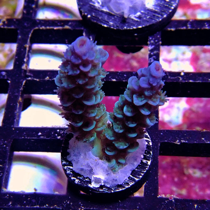 Tenuis Blue Acro Frag