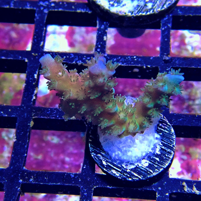 Tenuis Blue Acro Frag