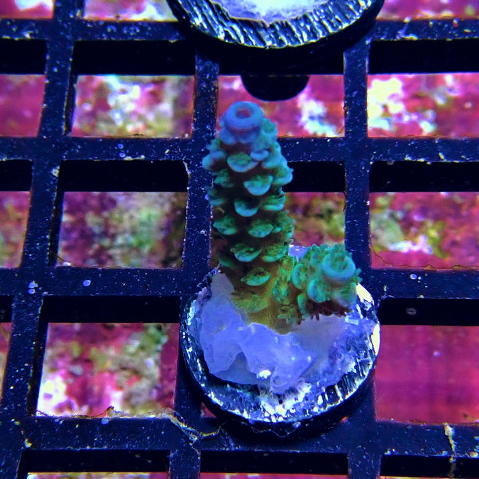 Tenuis Blue Acro Frag