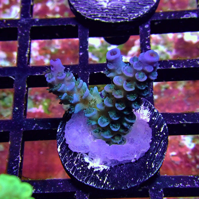 Tenuis Blue Acro Frag