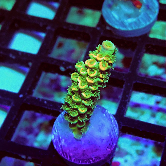 Tenuis Green Pink Scales Acro