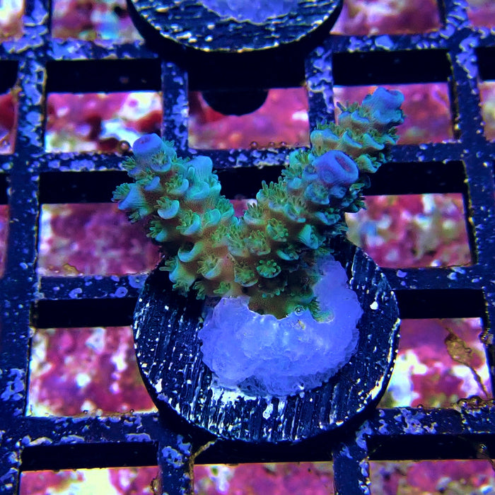 Tenuis Blue Acro Frag