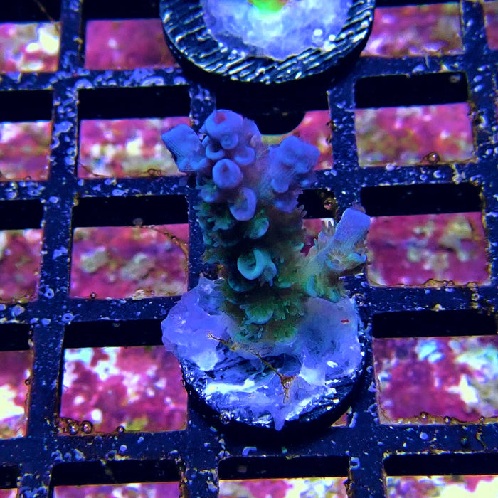 Tenuis Blue Acro Frag