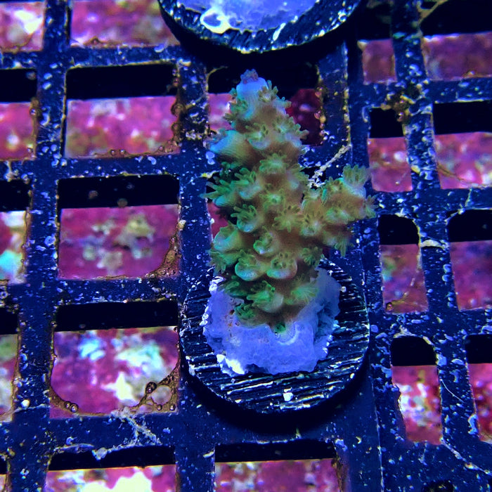 Tenuis Blue Acro Frag