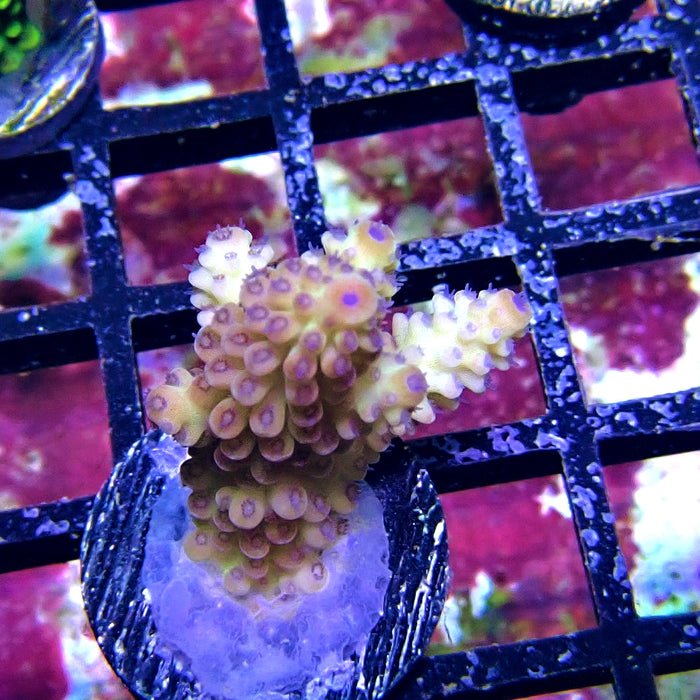 Blue Polyp Acro Frag