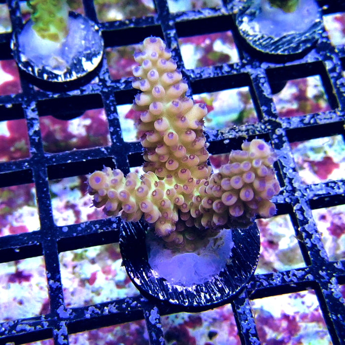 Blue Polyp Acro Frag