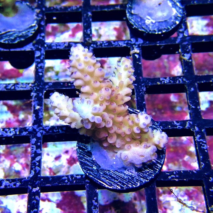 Blue Polyp Acro Frag
