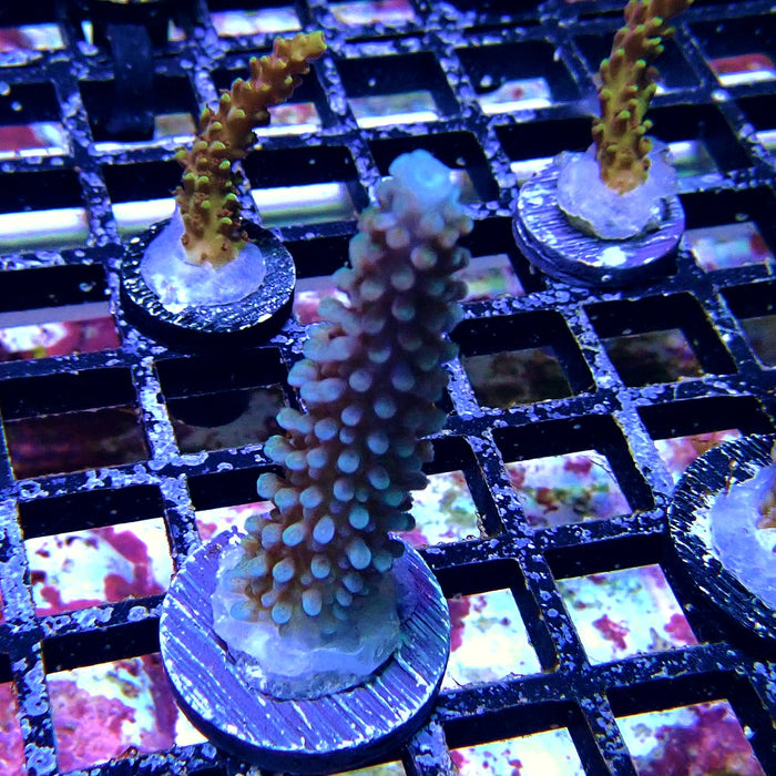 Blue Slimer Acro Frag