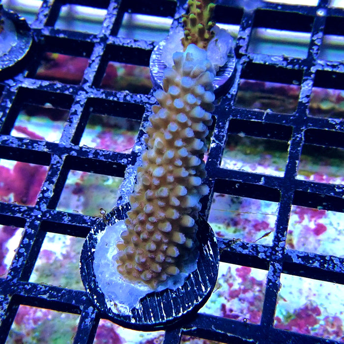 Blue Slimer Acro Frag