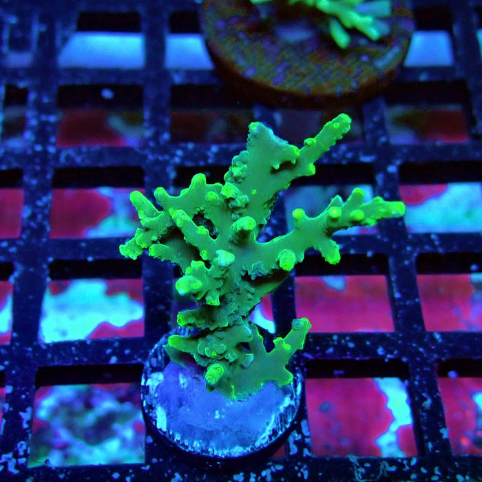 Aquacultured Acro Frag