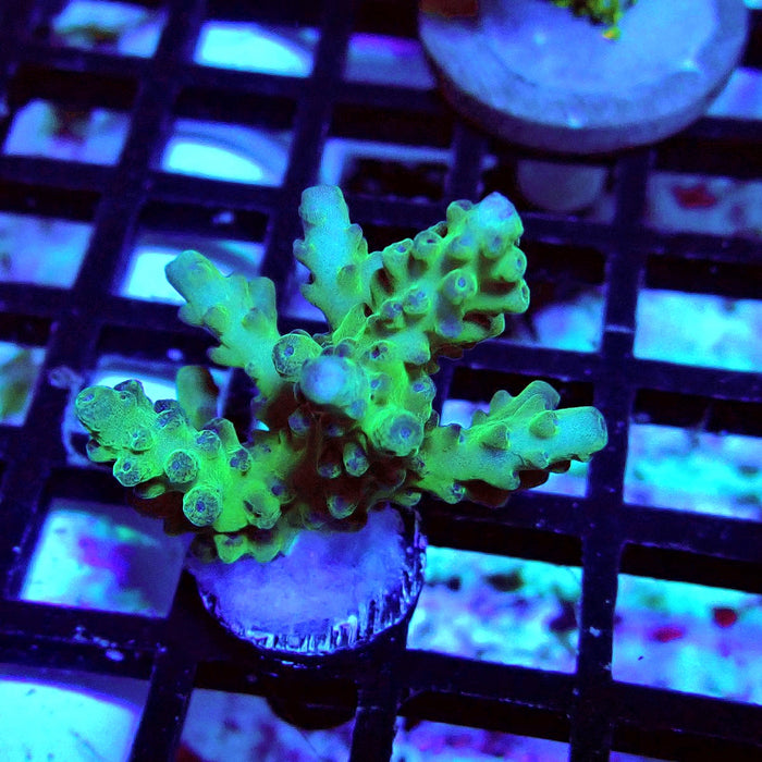 Granulosa Acro Frag