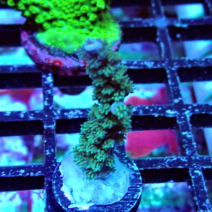 REx Fuzzy Blue Tenuis Acro