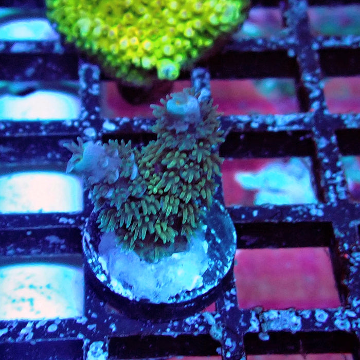 REx Fuzzy Blue Tenuis Acro